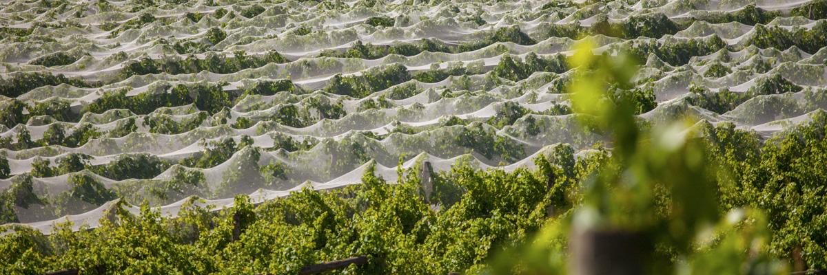 Innocent Bystander banner