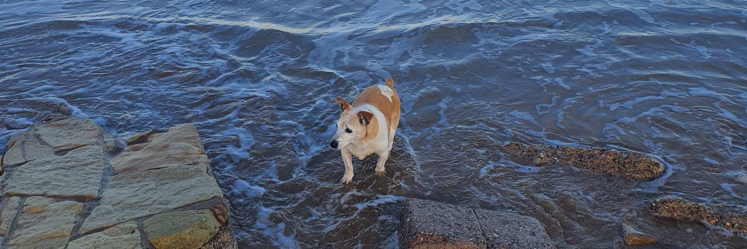 Mairead Coughlan banner