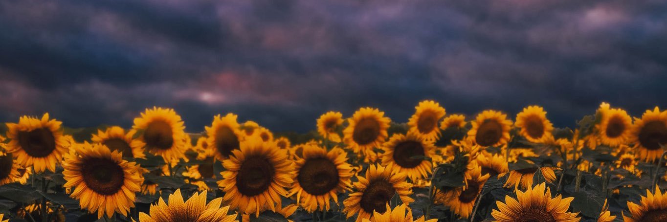 _Sunflower50's profile banner image