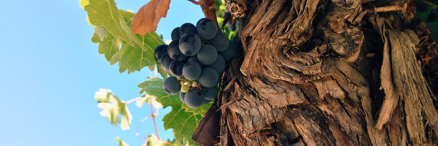 Steven Foster banner