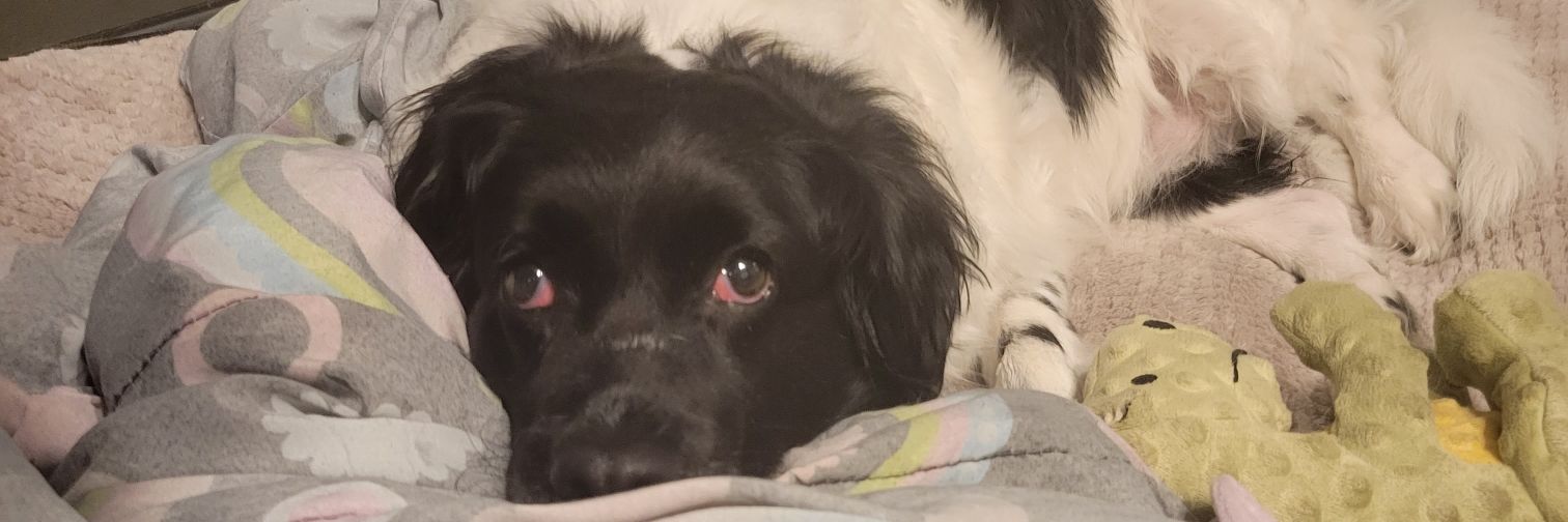 Xtina🔜Dragoncon banner