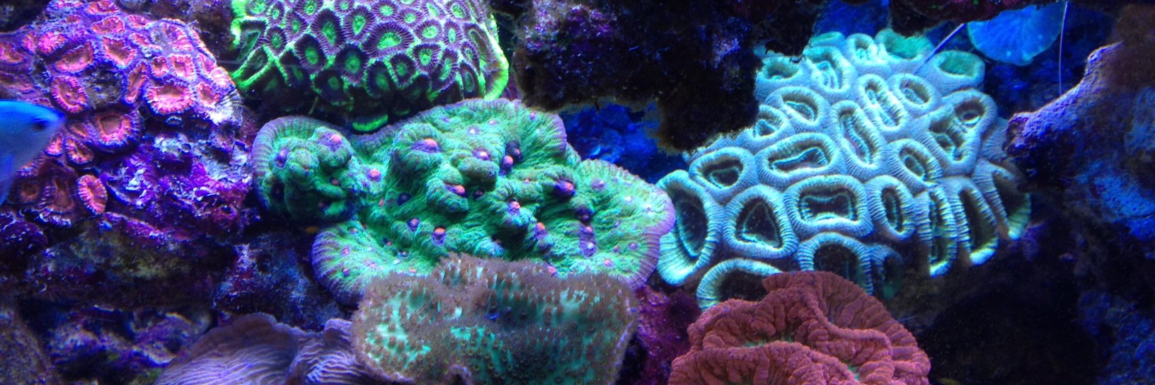 reefscape's profile banner image