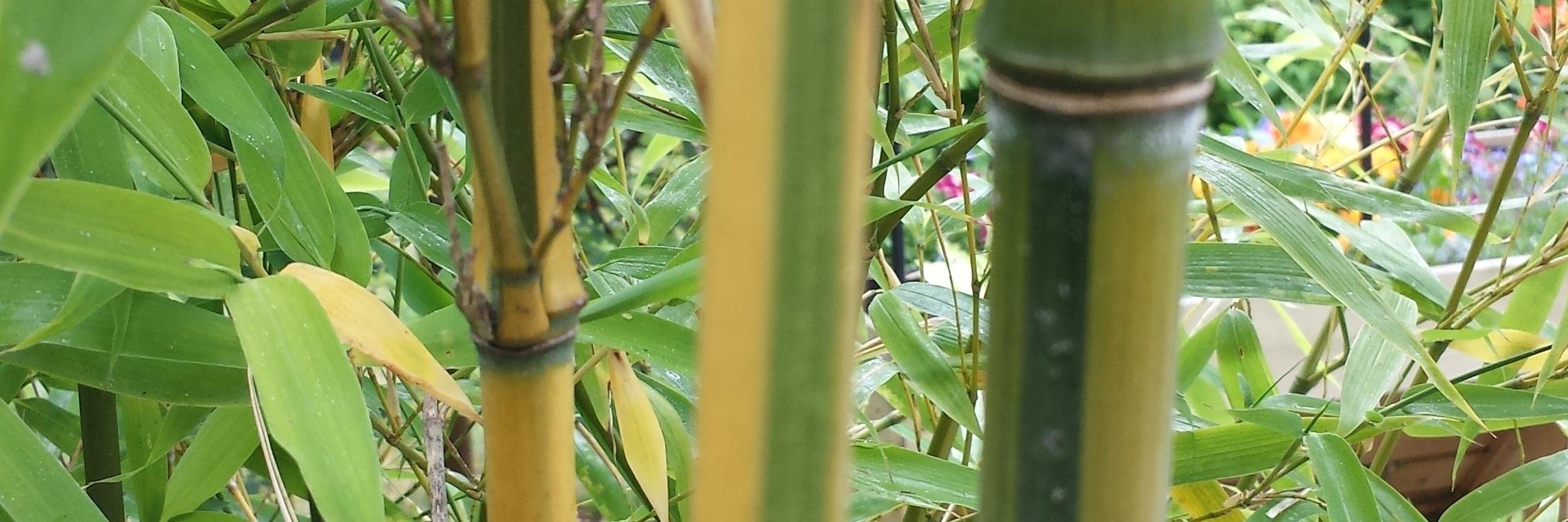 Eileen Crawford banner