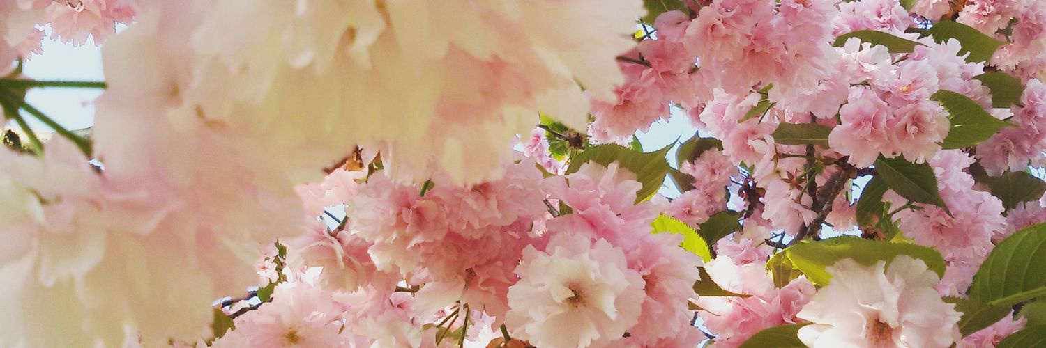 cloudscowfish's profile banner image