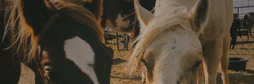 chlo banner