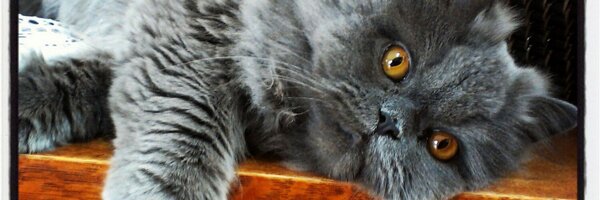 KGullic Profile Banner