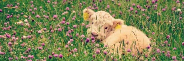 sofiaflowerss's profile banner image
