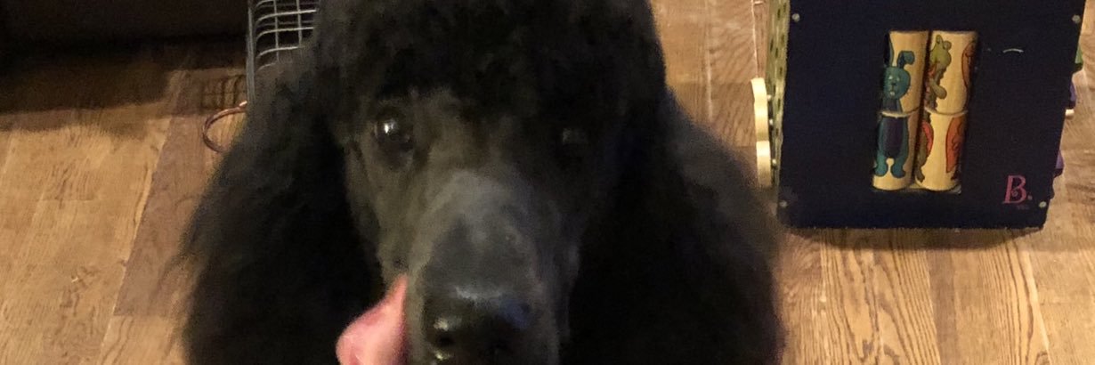 Tulsadoglover's profile banner image