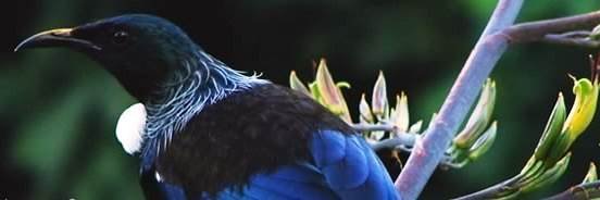 The_Real_NZ's profile banner image