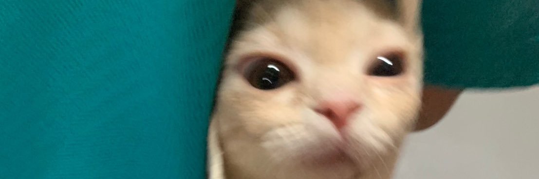 kaichec_'s profile banner image