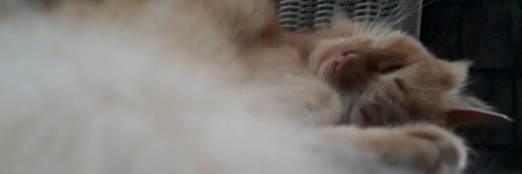 EOktid's profile banner image