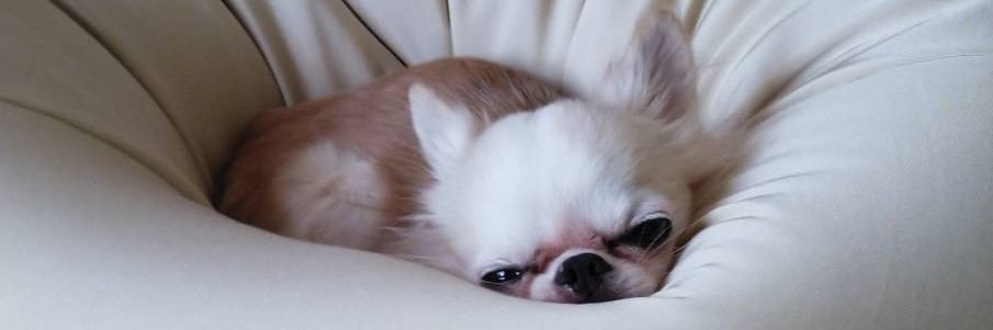 junjnk's profile banner image