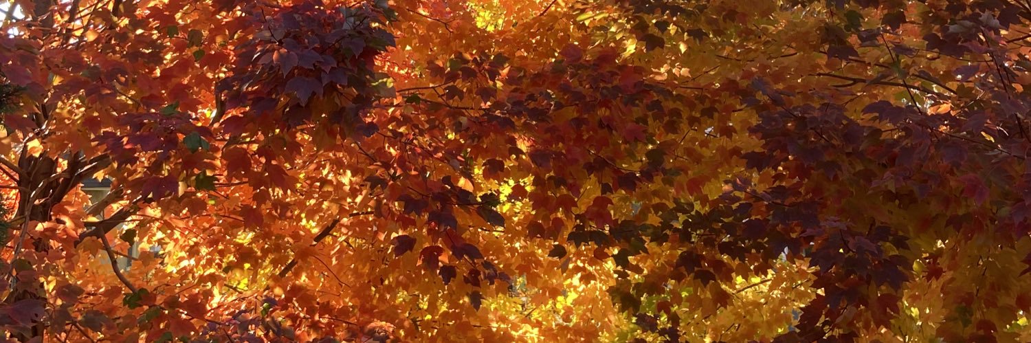 empress_wew's profile banner image