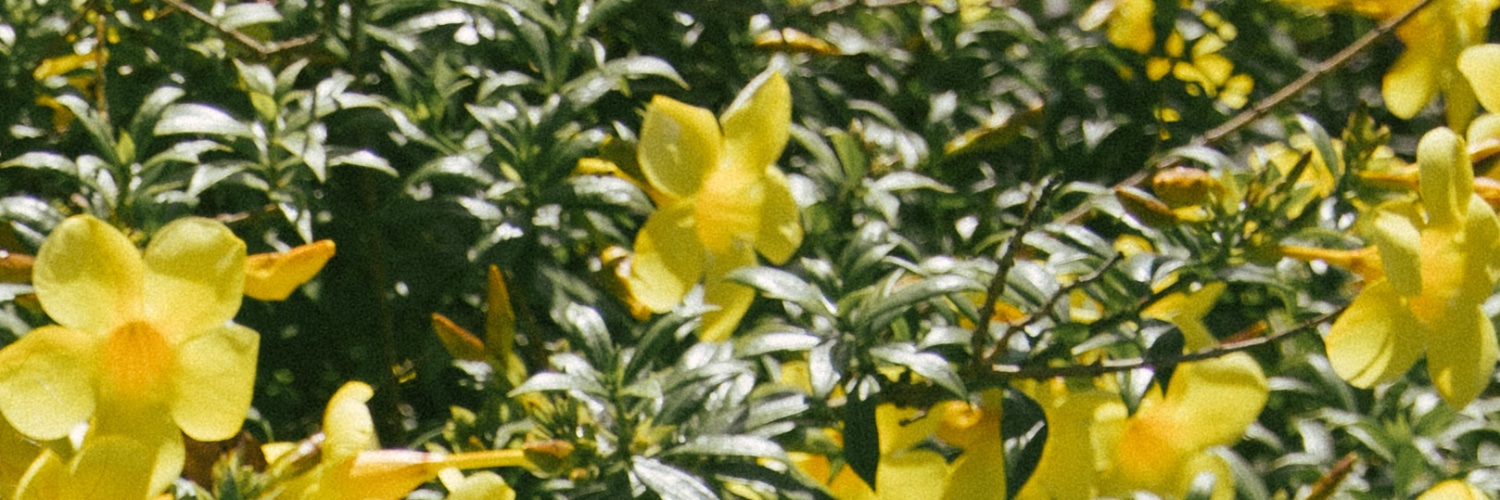 merahputri's profile banner image