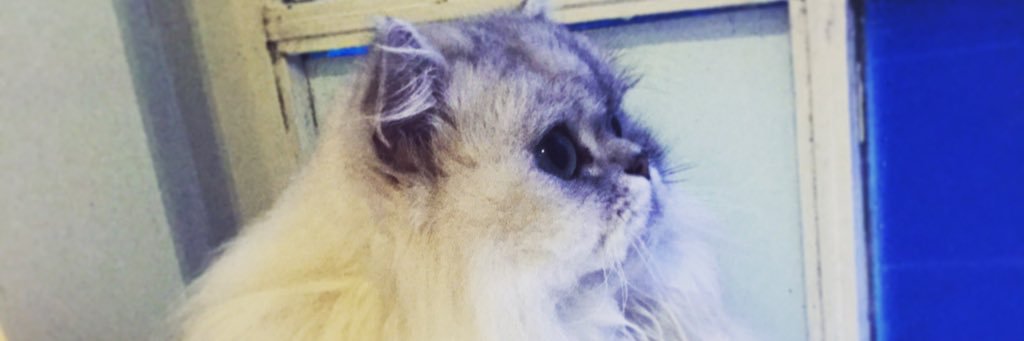 Ray_And_Roo's profile banner image