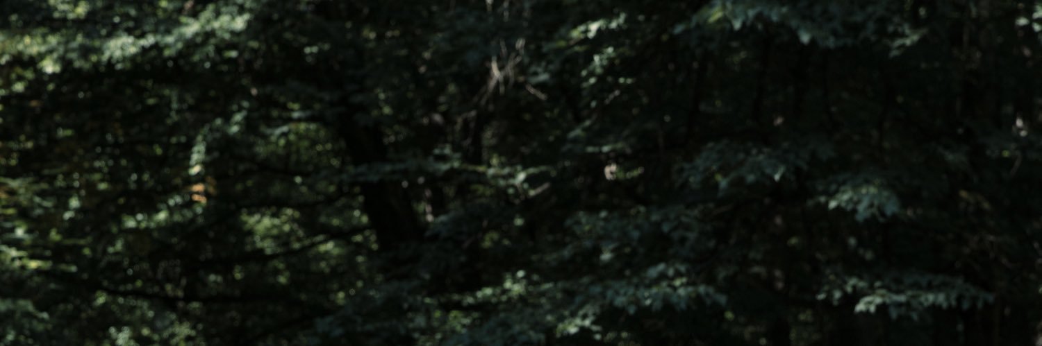sarahmdeckert's profile banner image