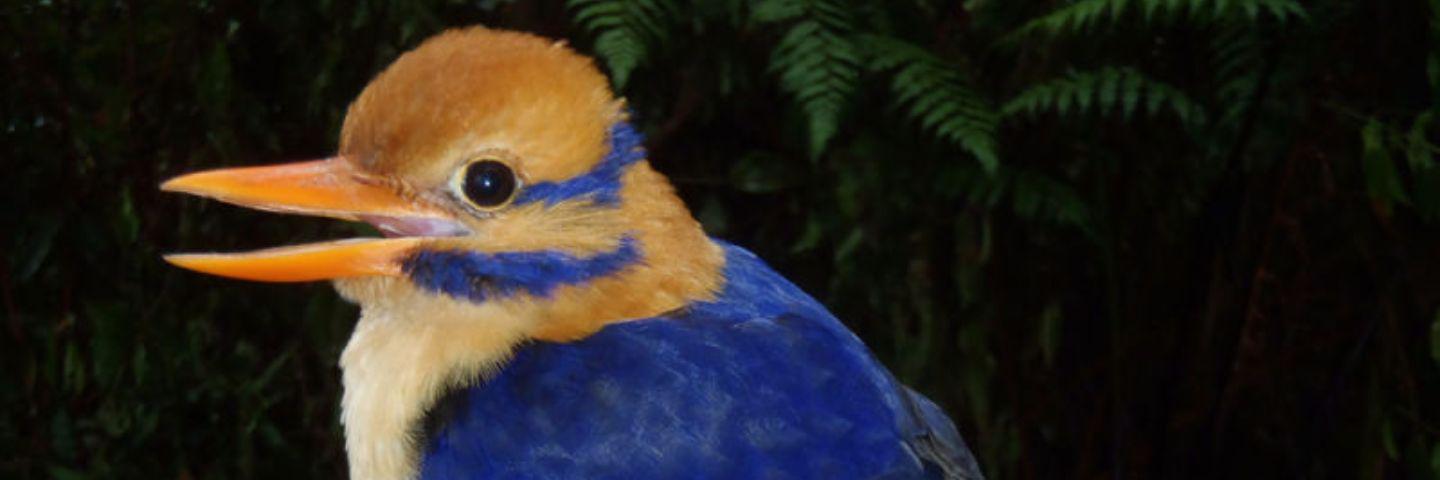 Freddy_Duh's profile banner image