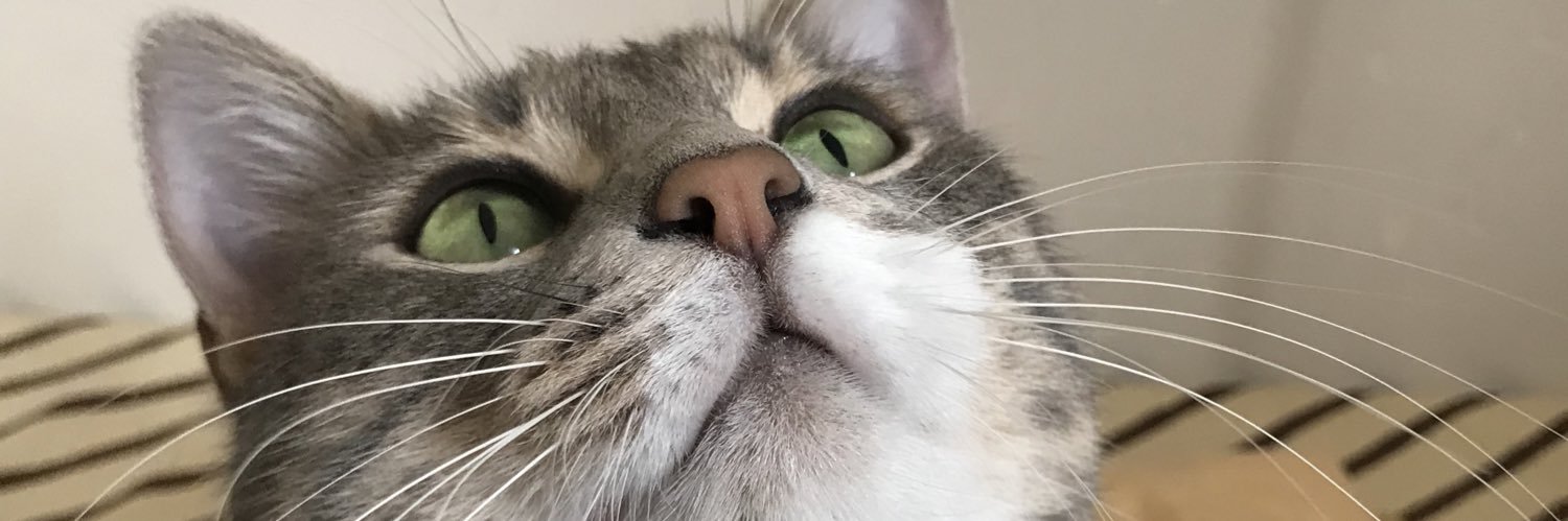 zeynepptasss's profile banner image