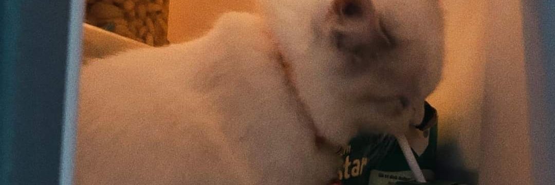 pdhborges's profile banner image