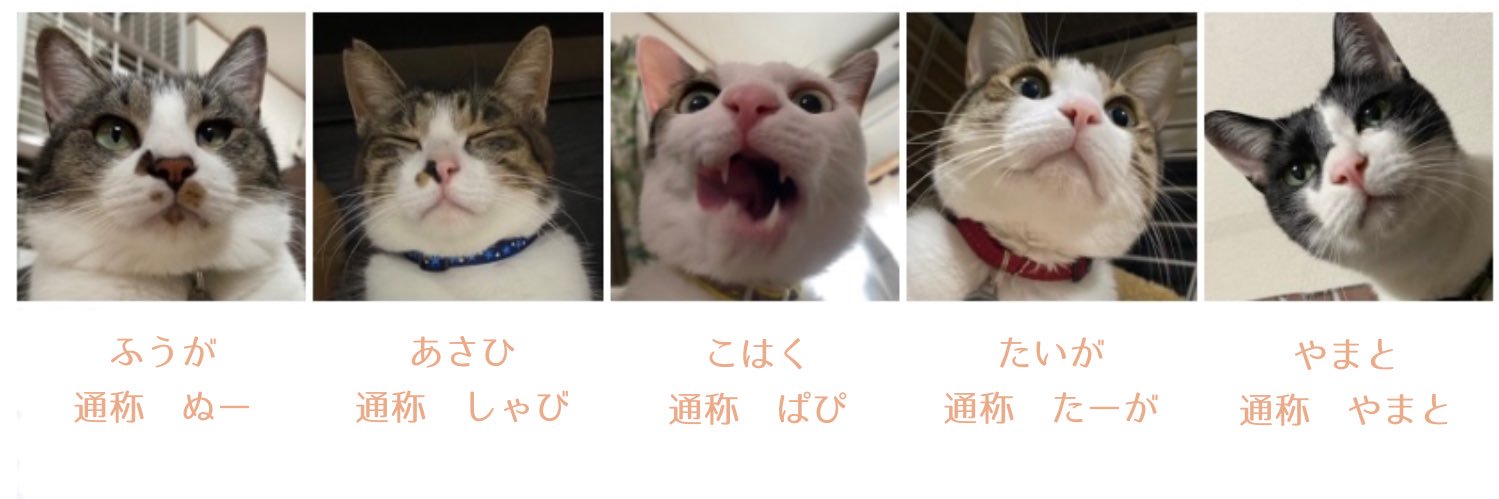 puipuiokoku's profile banner image