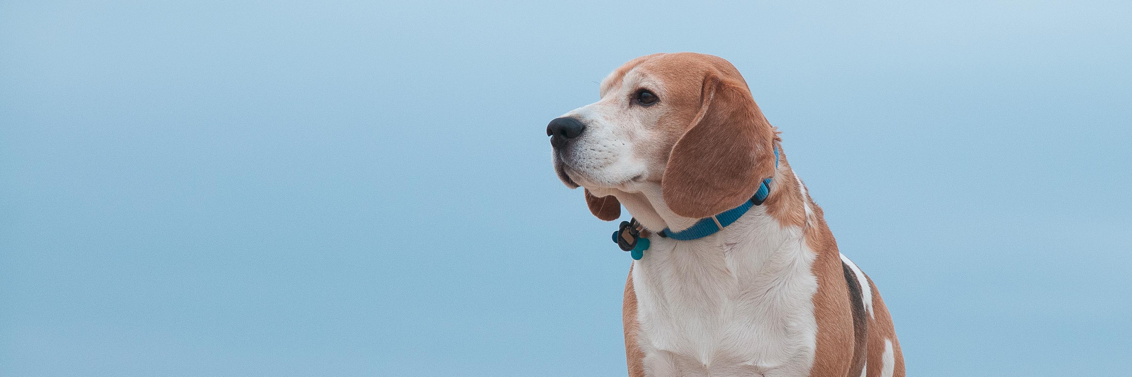 Jonathan Smith banner