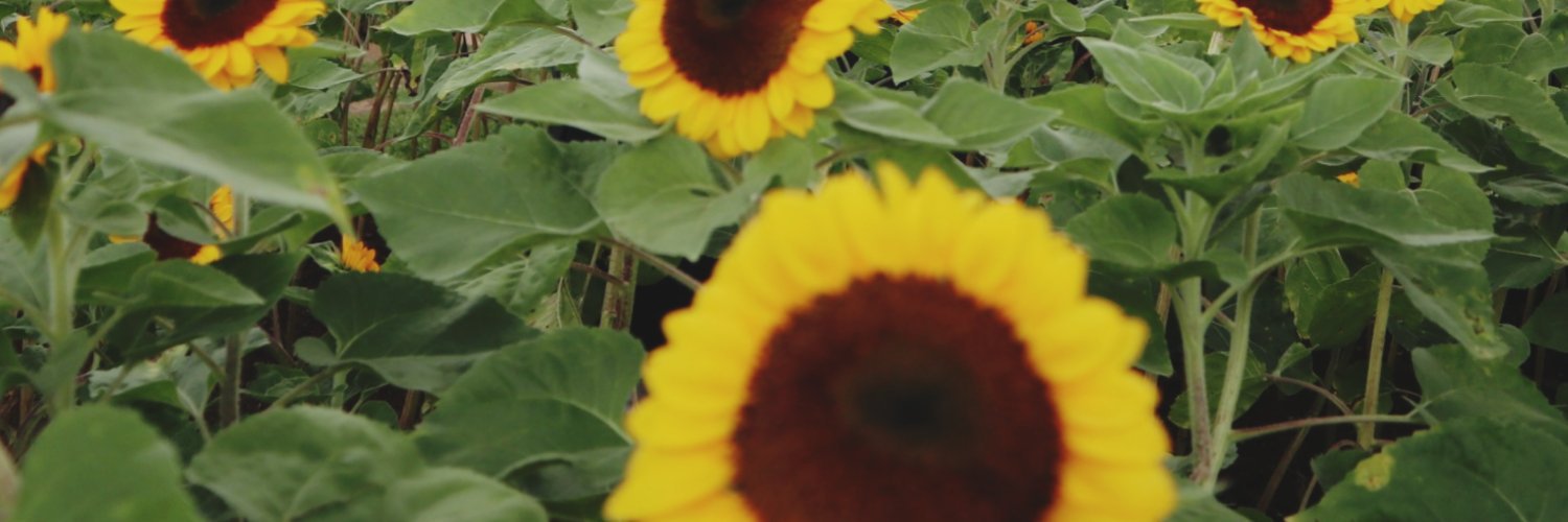 diahsarachi's profile banner image