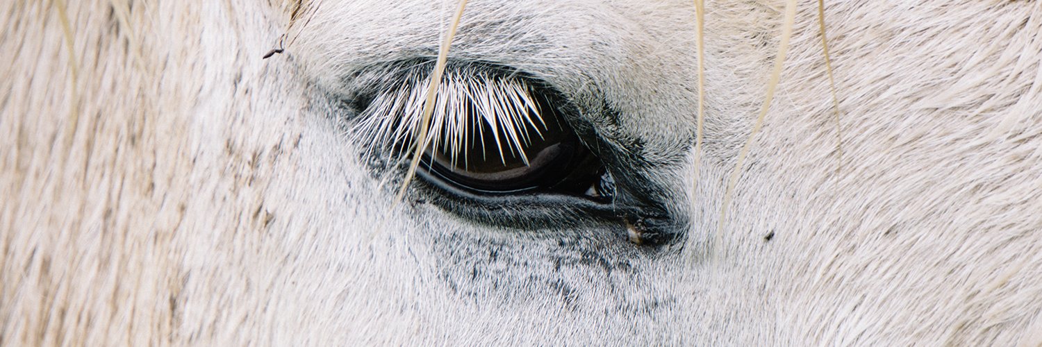peggyforell's profile banner image