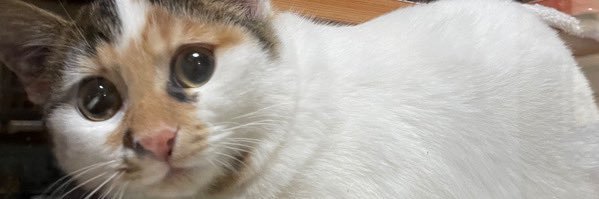 w_d_Mosh's profile banner image