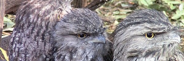 mwestermann Profile Banner