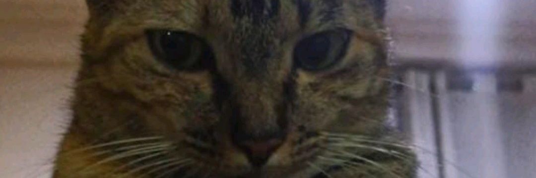 oinAngel's profile banner image