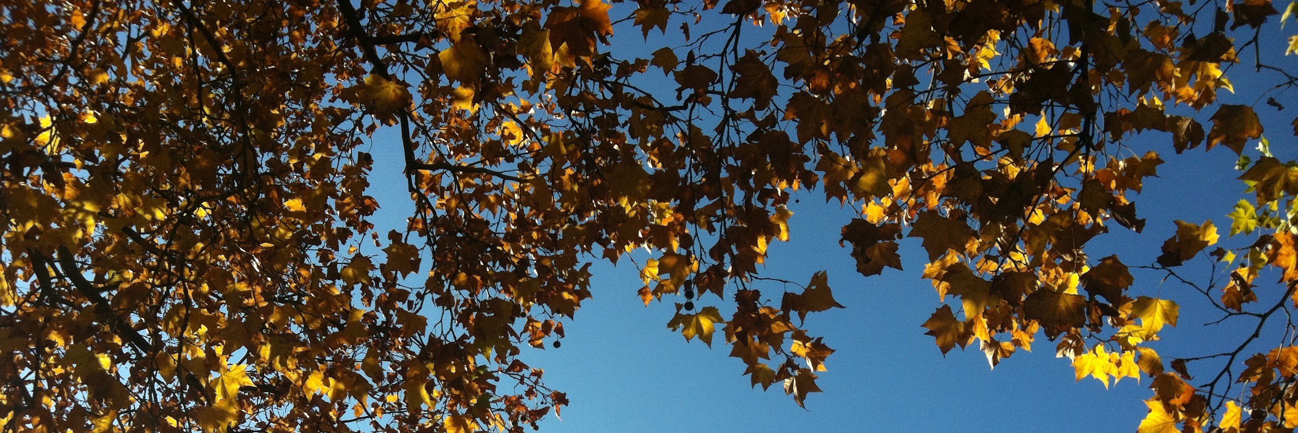 Jennifer Elrick banner