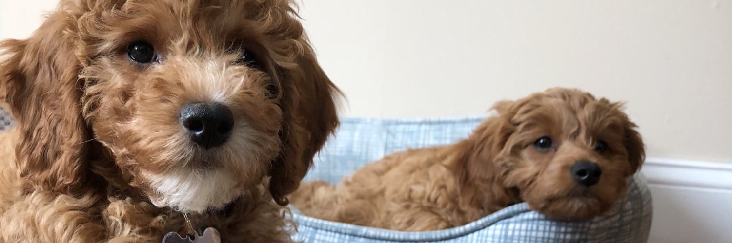 GKELLY_23's profile banner image