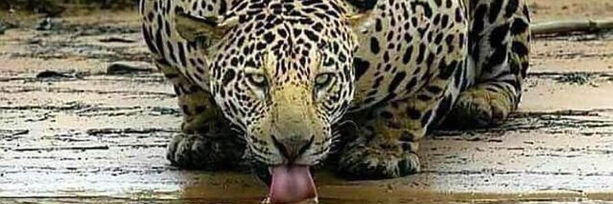 🇧🇷 maria luiza pisa roc banner