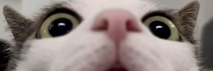 wildfirebreaker's profile banner image