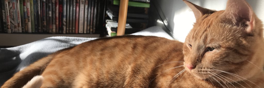 hannah_gray29's profile banner image