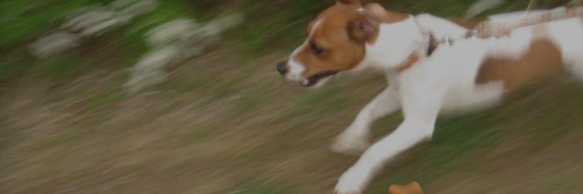 sungo（2代目） banner