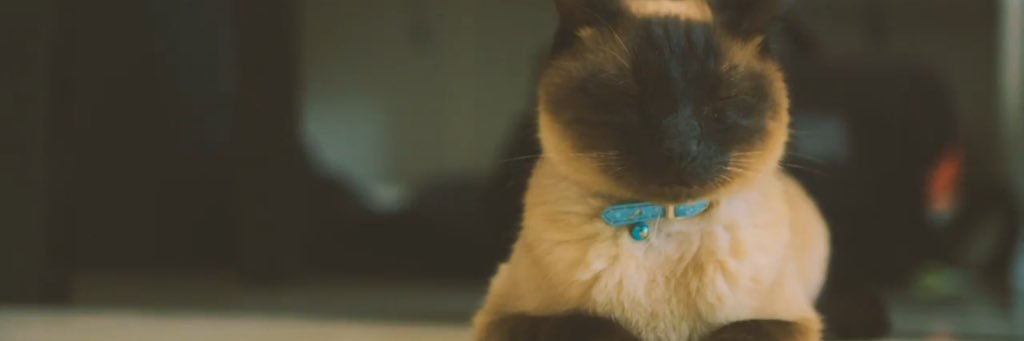 Oi_ringooo's profile banner image