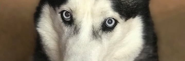 ComradeRuskiRL's profile banner image