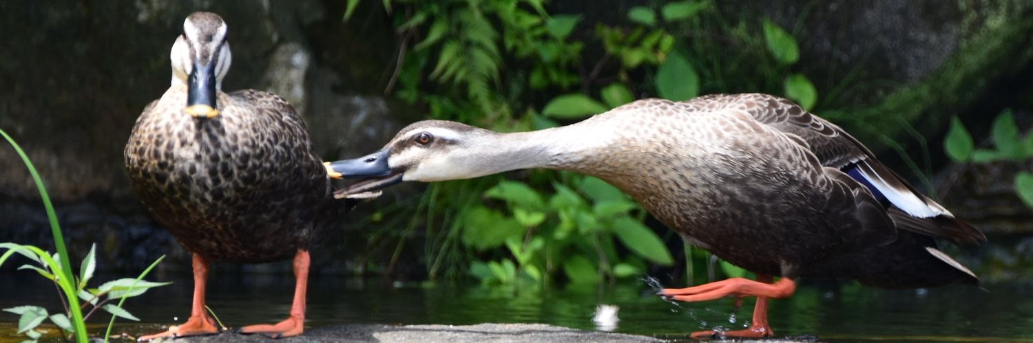 karuduck's profile banner image