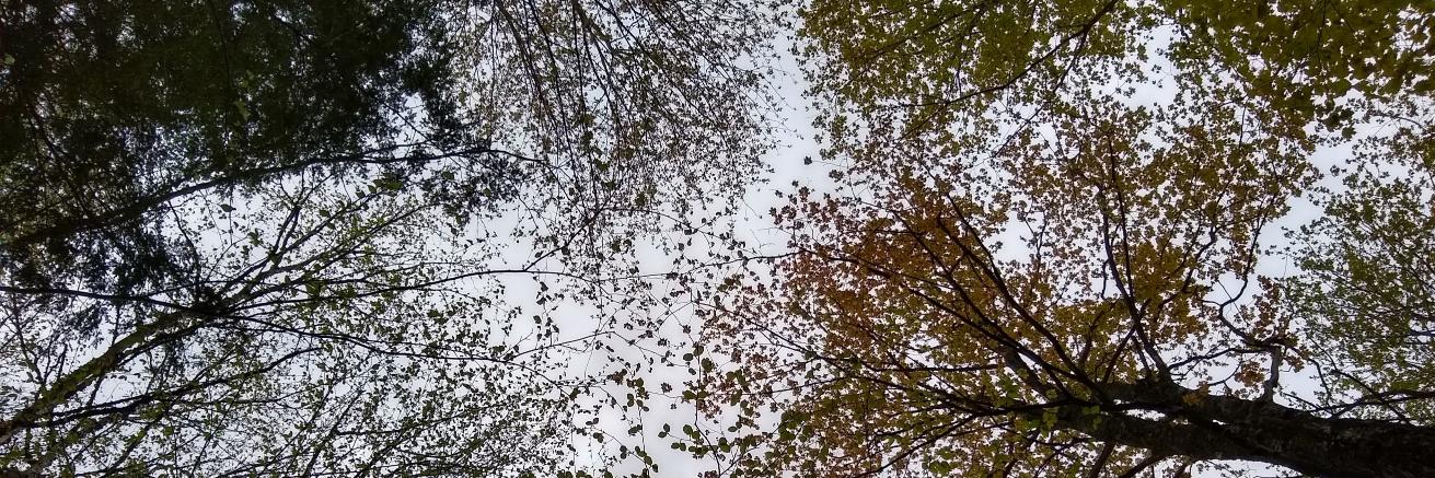 Kristin Elizabeth banner