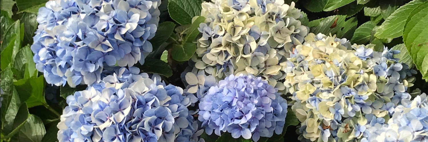 NievesCPR's profile banner image