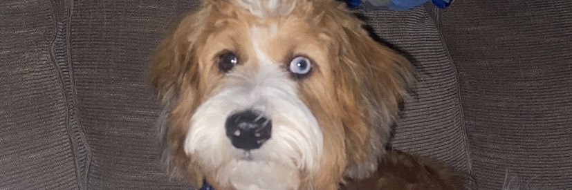 Austin Gerdes banner