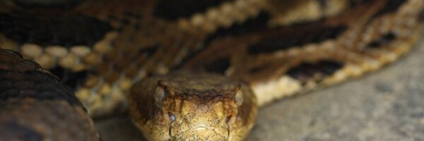 TG_Pythons Profile Banner