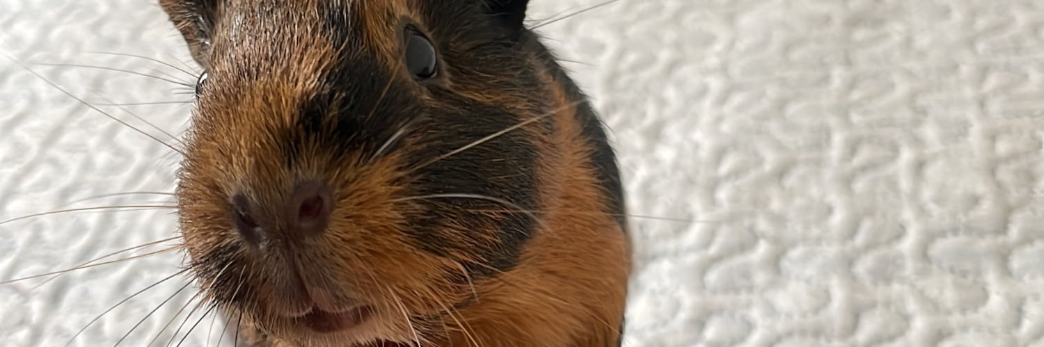 tmzalef's profile banner image