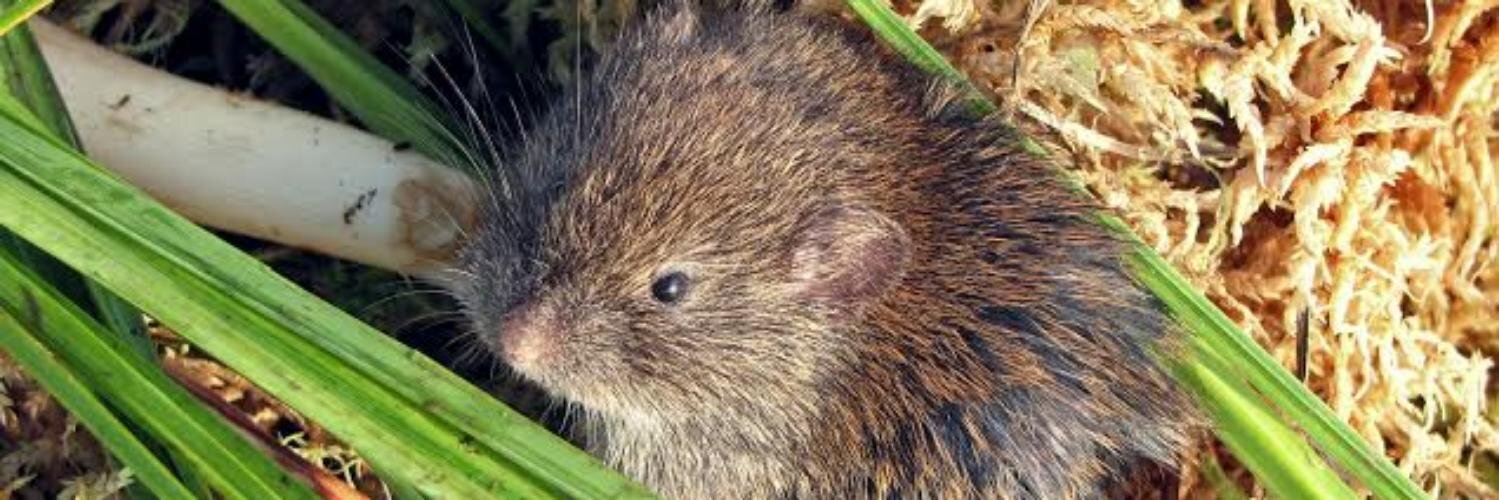 Ryan Stephens banner