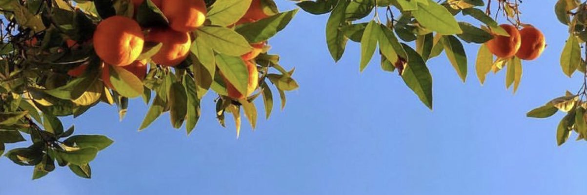 ChristineHan0's profile banner image