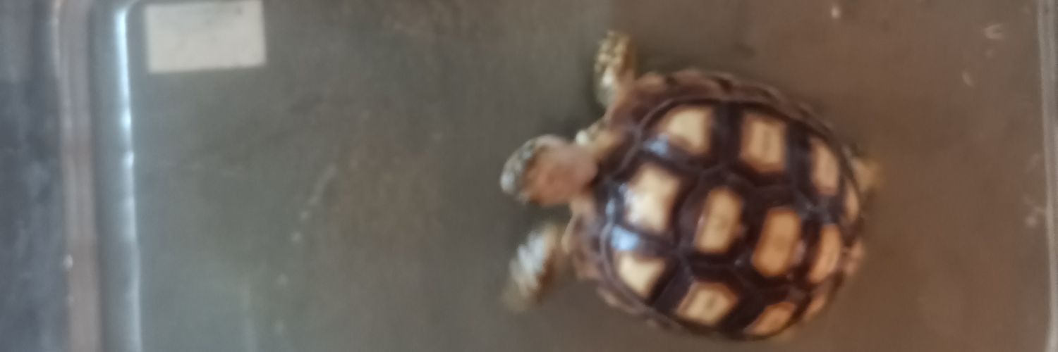ImukaNo1's profile banner image