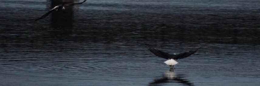 rooftop swears🌽🇺🇸 🦅🗽🔫🐉 banner