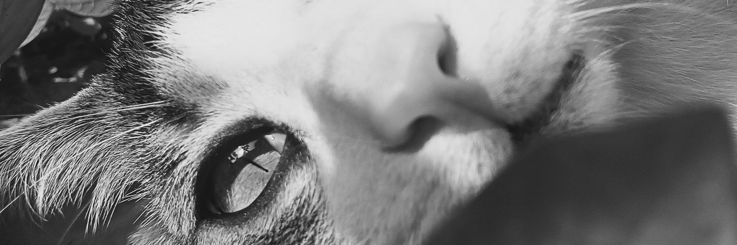adrissima's profile banner image