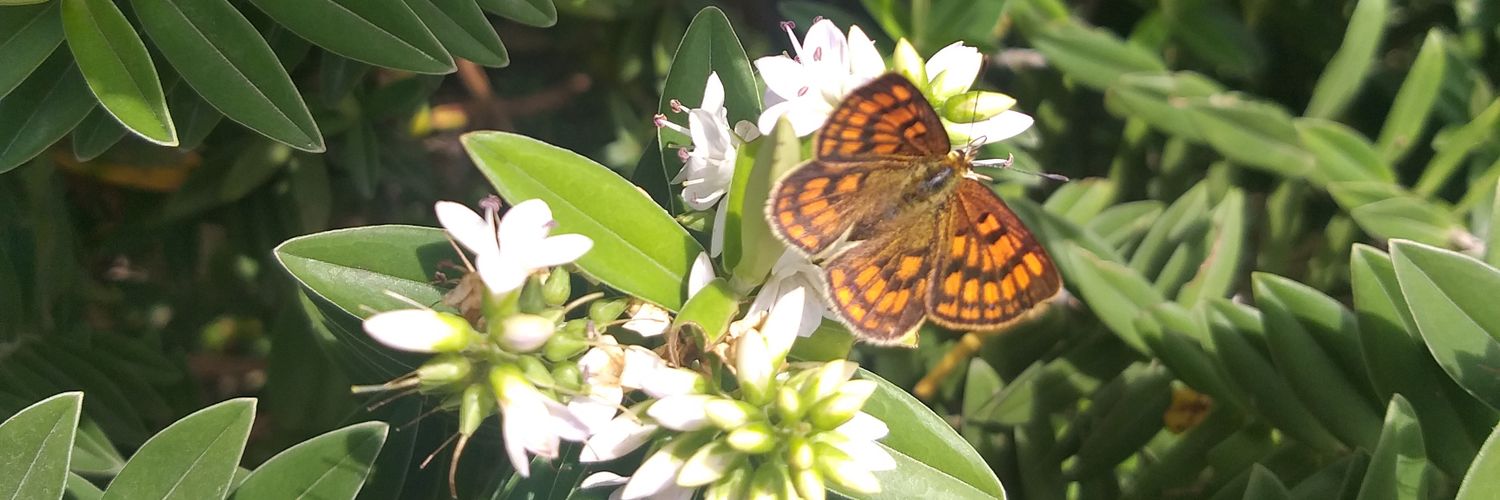 Rob Cruickshank banner